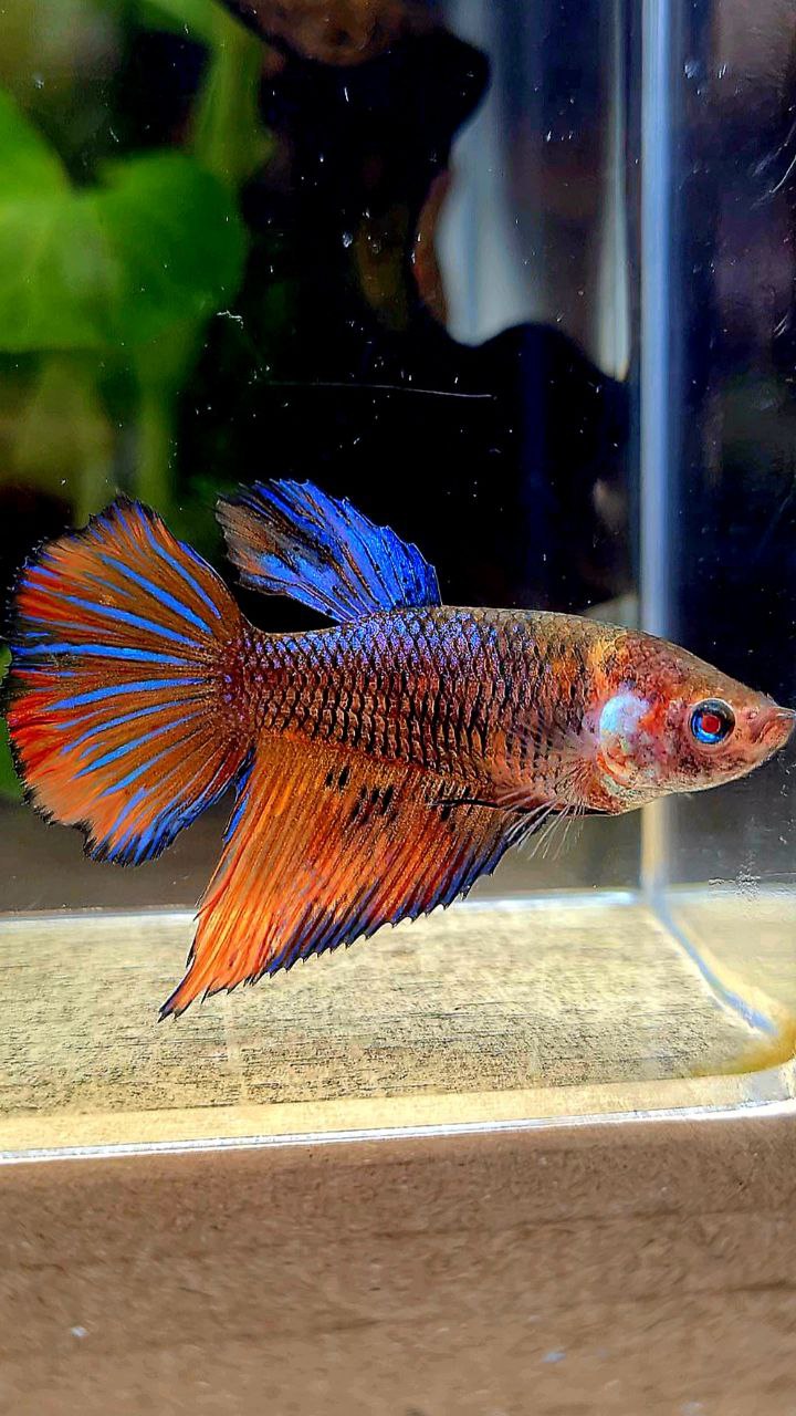 FEMALE VEILTAIL BLUE ORANGE FANCY MULTICOLOR BETTA FISH