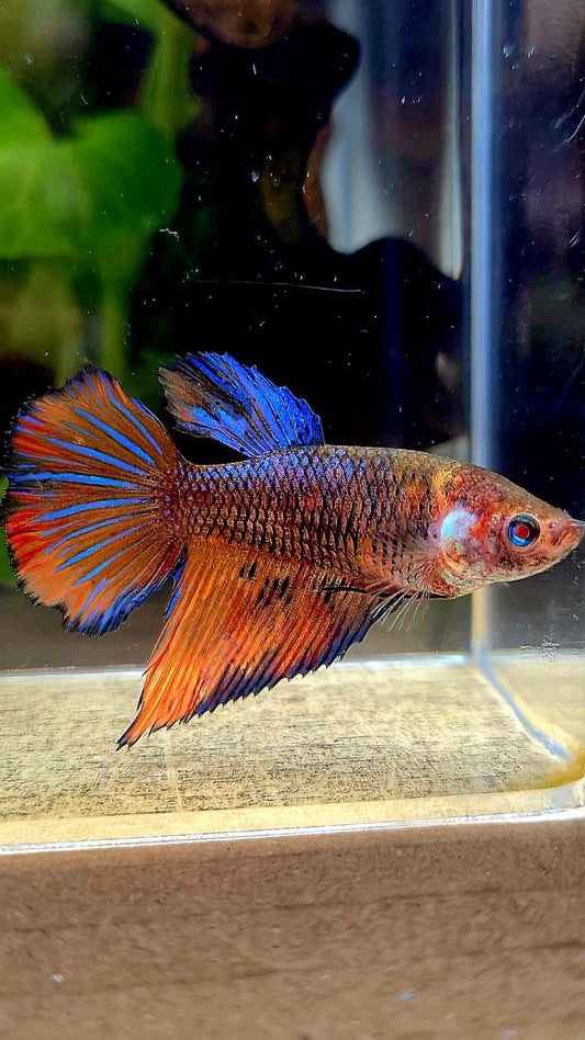 FEMALE VEILTAIL BLUE ORANGE FANCY MULTICOLOR BETTA FISH