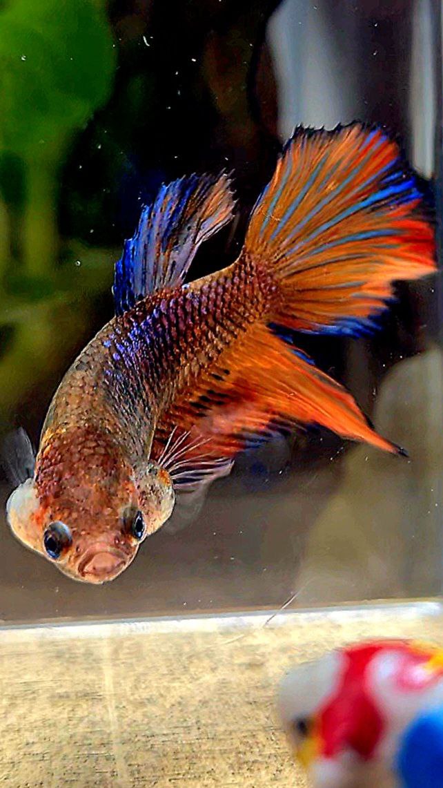 FEMALE VEILTAIL BLUE ORANGE FANCY MULTICOLOR BETTA FISH