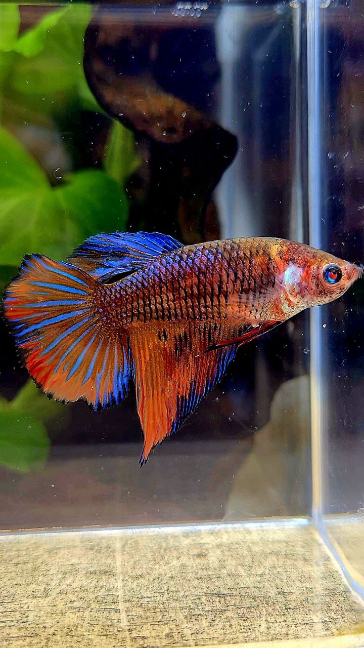 FEMALE VEILTAIL BLUE ORANGE FANCY MULTICOLOR BETTA FISH