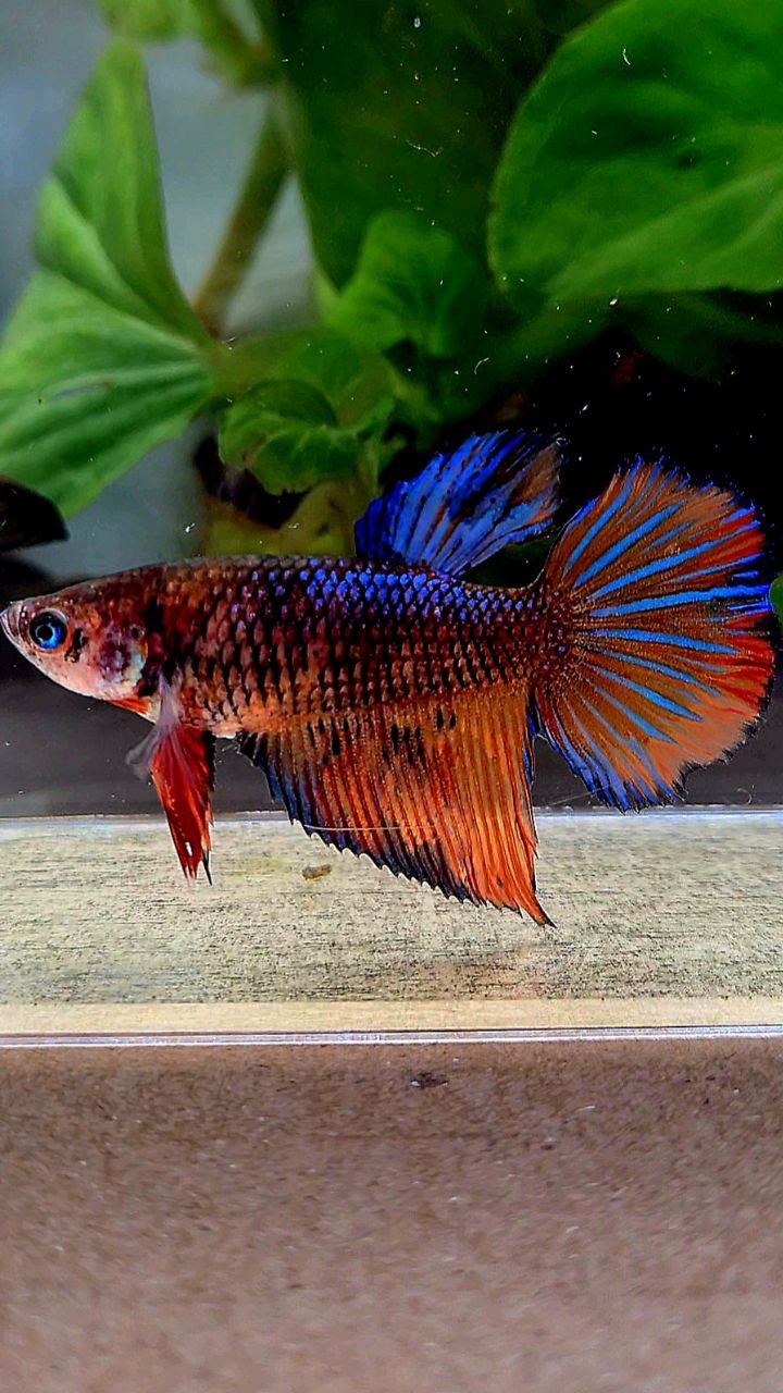 FEMALE VEILTAIL BLUE ORANGE FANCY MULTICOLOR BETTA FISH