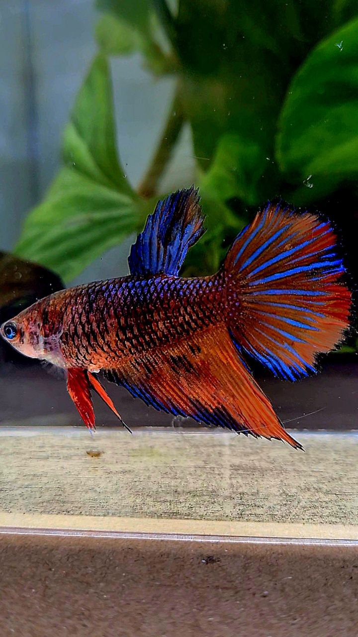 FEMALE VEILTAIL BLUE ORANGE FANCY MULTICOLOR BETTA FISH