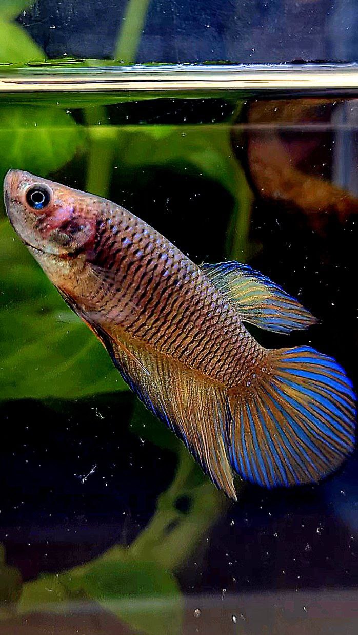 FEMALE VEILTAIL DARK YELLOW PINEAPPLE BETTA FISH