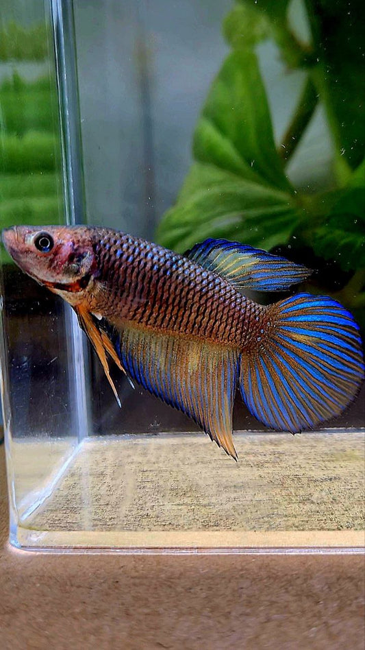 FEMALE VEILTAIL DARK YELLOW PINEAPPLE BETTA FISH