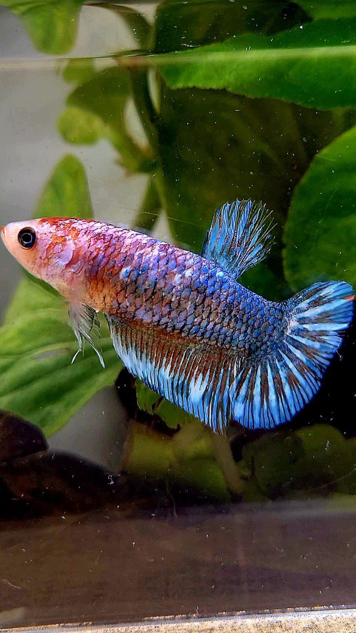 XL FEMALE PLAKAT BLUE FANCY BETTA FISH