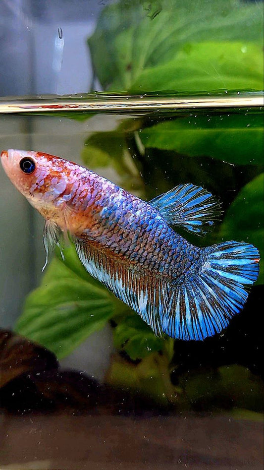 XL FEMALE PLAKAT BLUE FANCY BETTA FISH