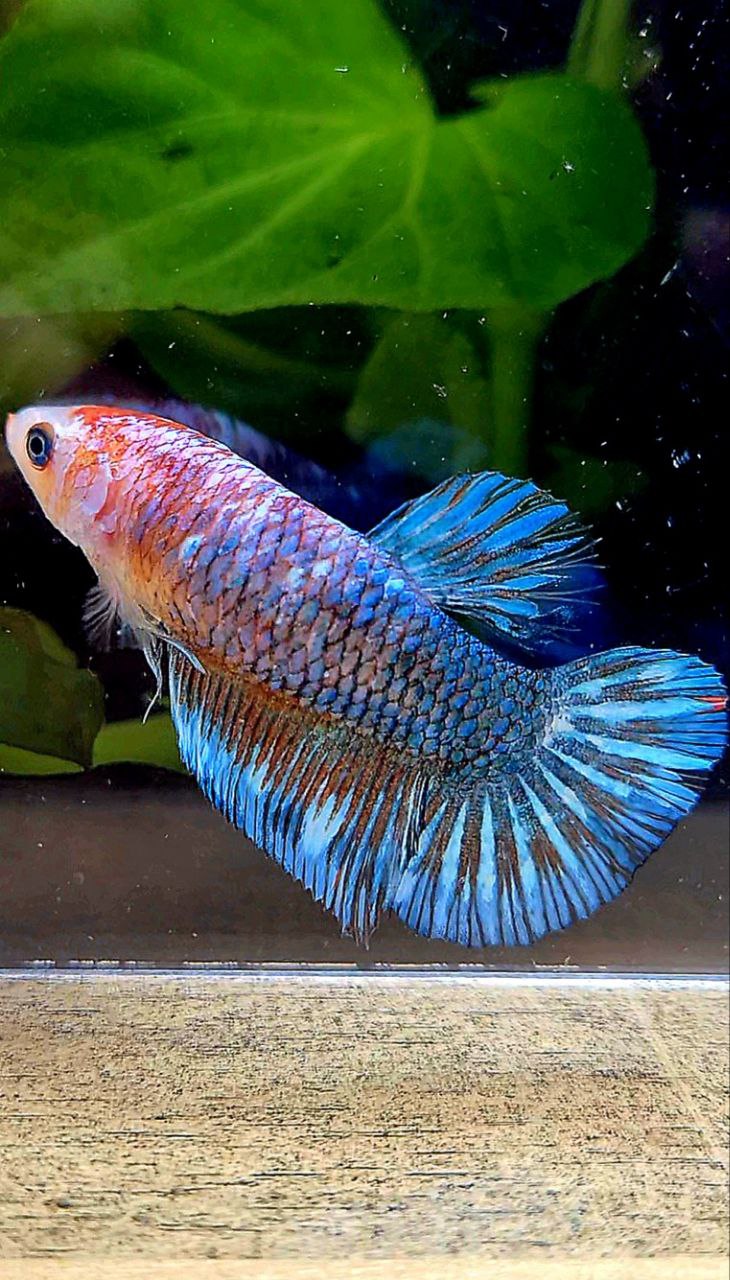XL FEMALE PLAKAT BLUE FANCY BETTA FISH