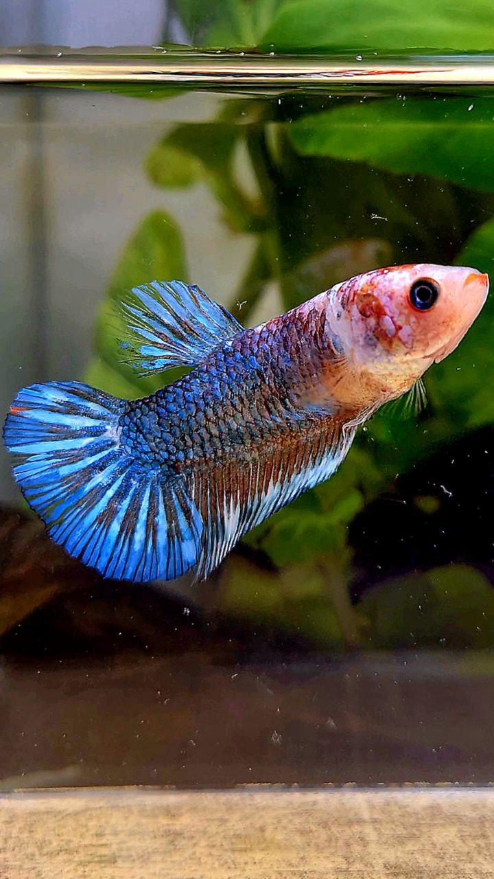 XL FEMALE PLAKAT BLUE FANCY BETTA FISH