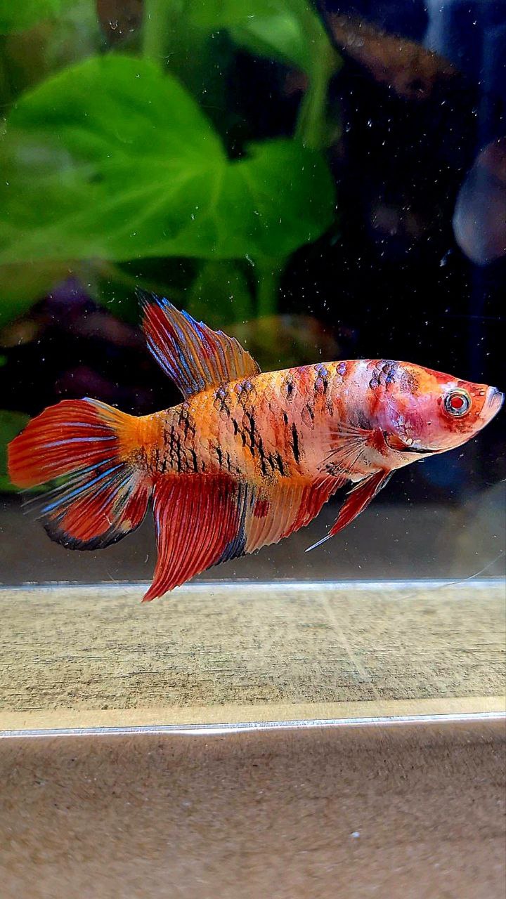 FEMALE VEILTAIL ORANGE KOI TIGER MULTICOLOR BETTA FISH