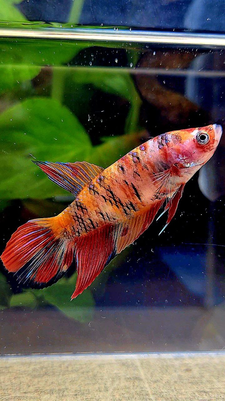 FEMALE VEILTAIL ORANGE KOI TIGER MULTICOLOR BETTA FISH