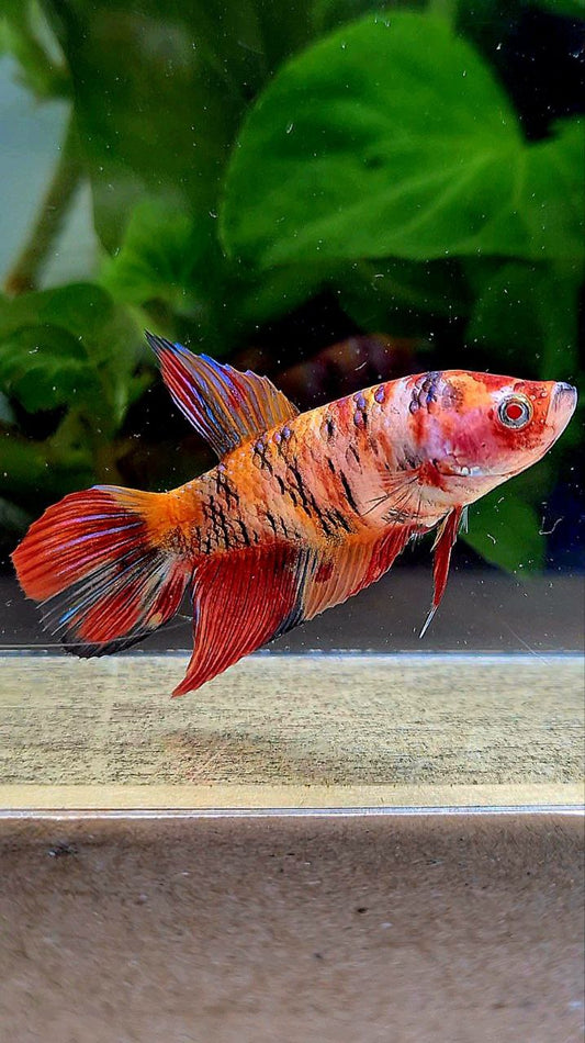 FEMALE VEILTAIL ORANGE KOI TIGER MULTICOLOR BETTA FISH