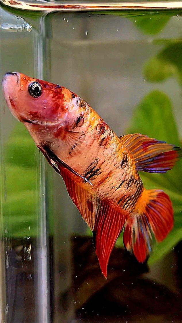 FEMALE VEILTAIL ORANGE KOI TIGER MULTICOLOR BETTA FISH