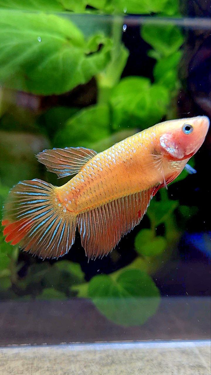 FEMALE HALFMOON ARMAGEDDON BETTA FISH