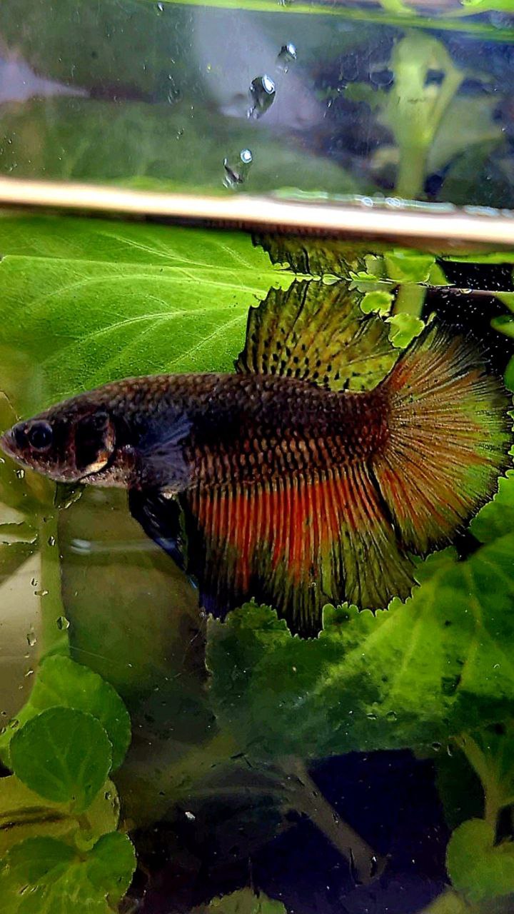 FEMALE HALFMOON ROSETAIL BLACK BETTA FISH
