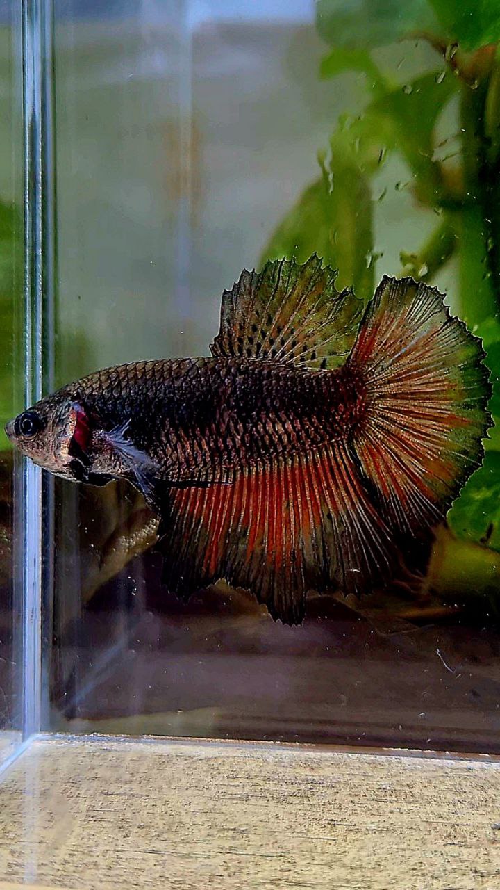 FEMALE HALFMOON ROSETAIL BLACK BETTA FISH