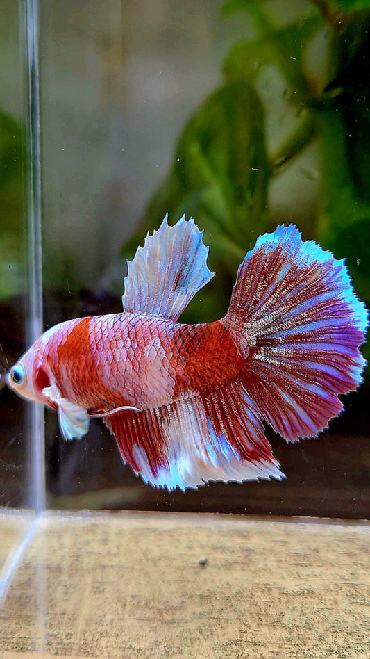 FEMALE HALFMOON BARONGSAI RED WHITE GALAXY MULTICOLOR BETTA FISH