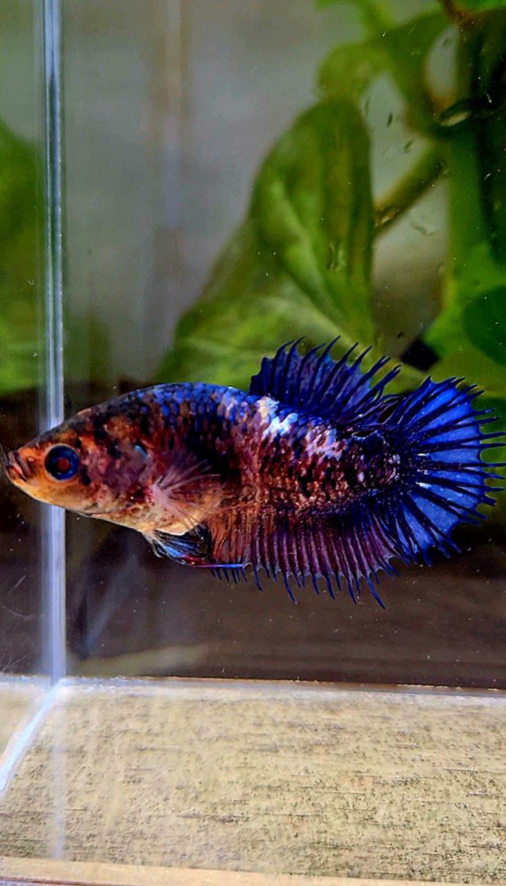 FEMALE CROWNTAIL PLAKAT PURPLE FANCY BETTA FISH