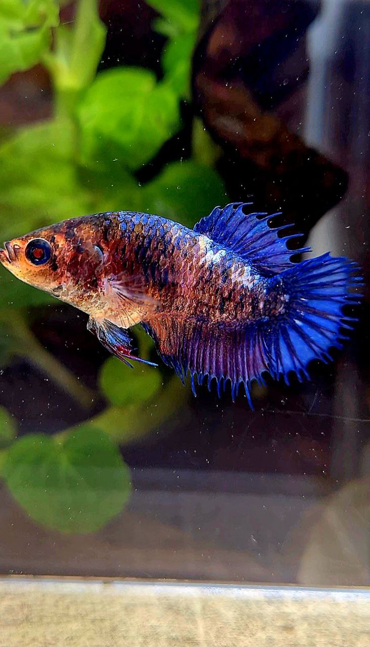FEMALE CROWNTAIL PLAKAT PURPLE FANCY BETTA FISH