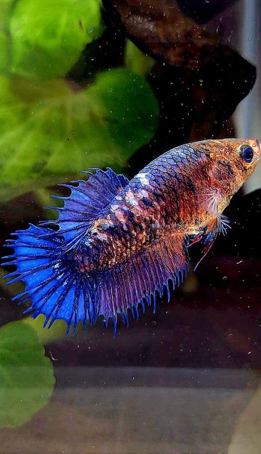 FEMALE CROWNTAIL PLAKAT PURPLE FANCY BETTA FISH