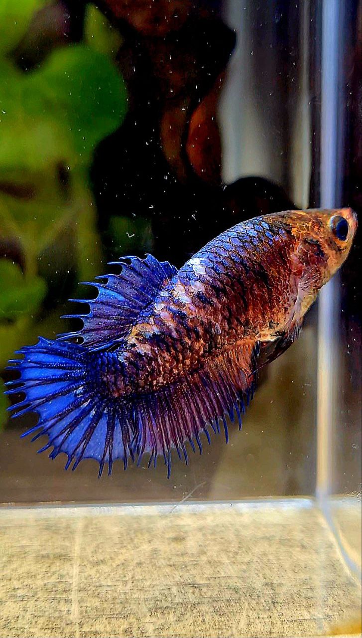 FEMALE CROWNTAIL PLAKAT PURPLE FANCY BETTA FISH