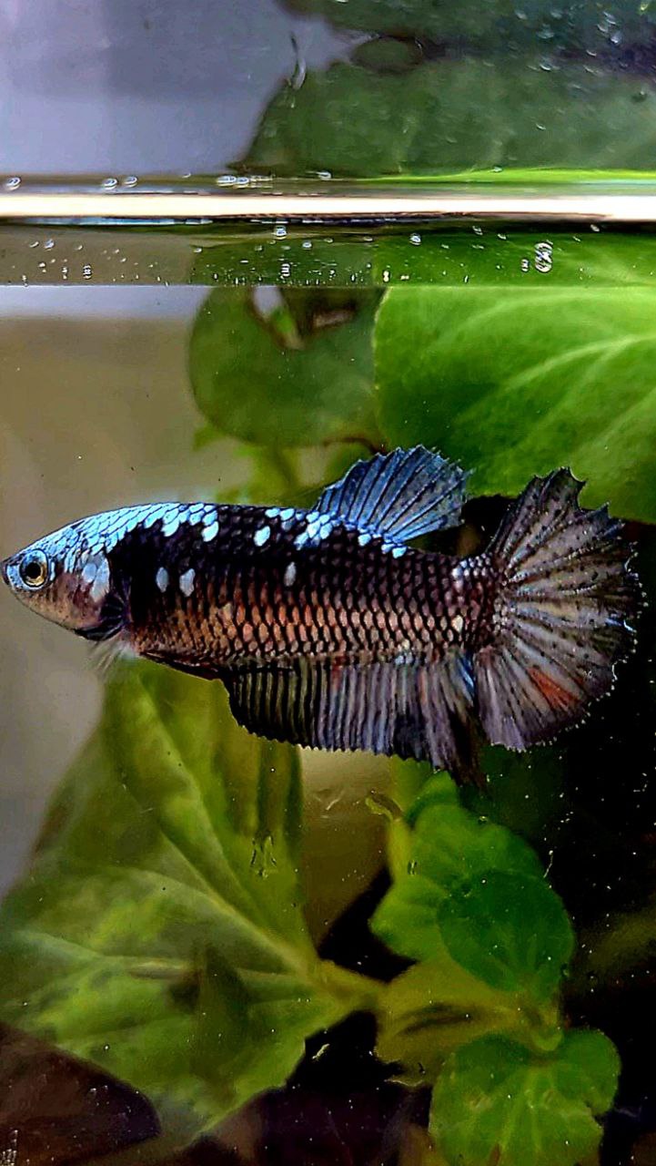 FEMALE PLAKAT BLACK GALAXY AVATAR COPPER BETTA FISH