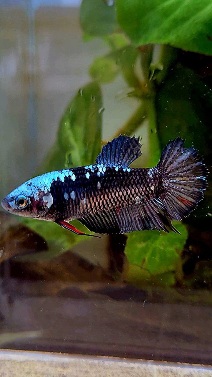 FEMALE PLAKAT BLACK GALAXY AVATAR COPPER BETTA FISH