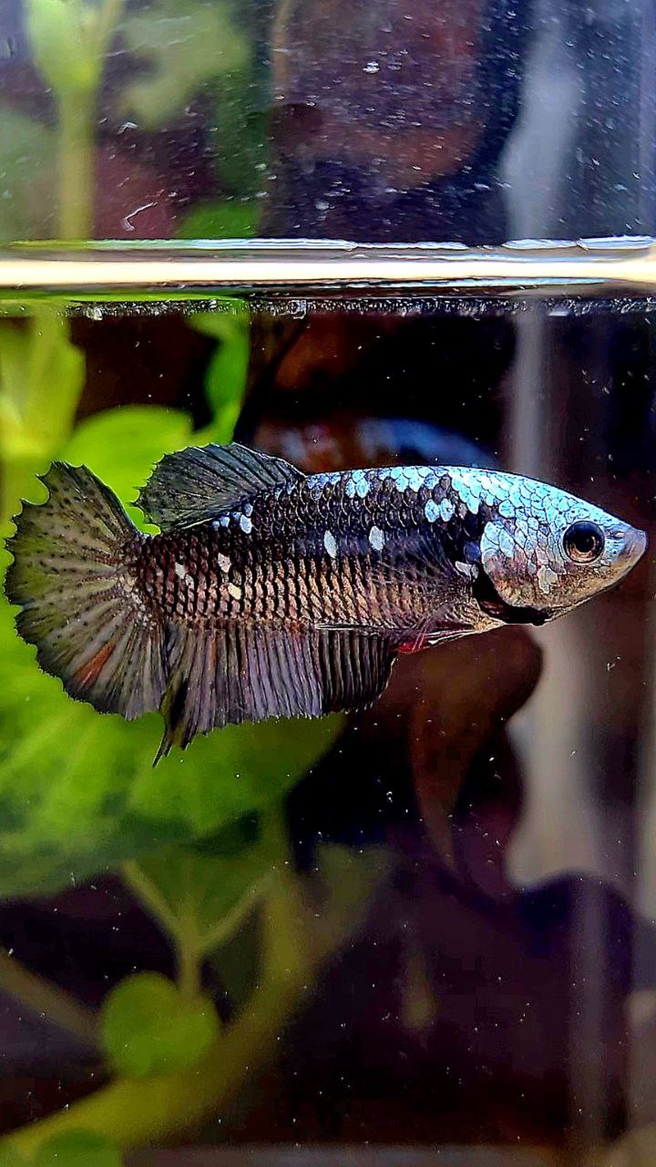 FEMALE PLAKAT BLACK GALAXY AVATAR COPPER BETTA FISH