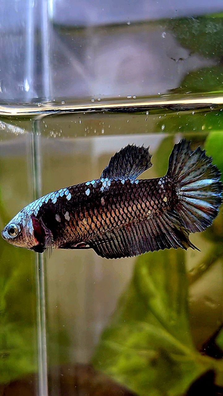 FEMALE PLAKAT BLACK GALAXY AVATAR COPPER BETTA FISH