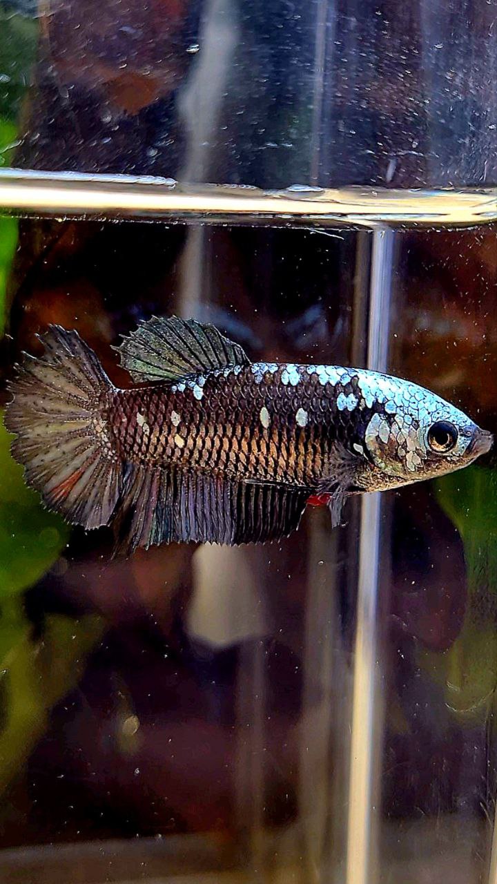 FEMALE PLAKAT BLACK GALAXY AVATAR COPPER BETTA FISH
