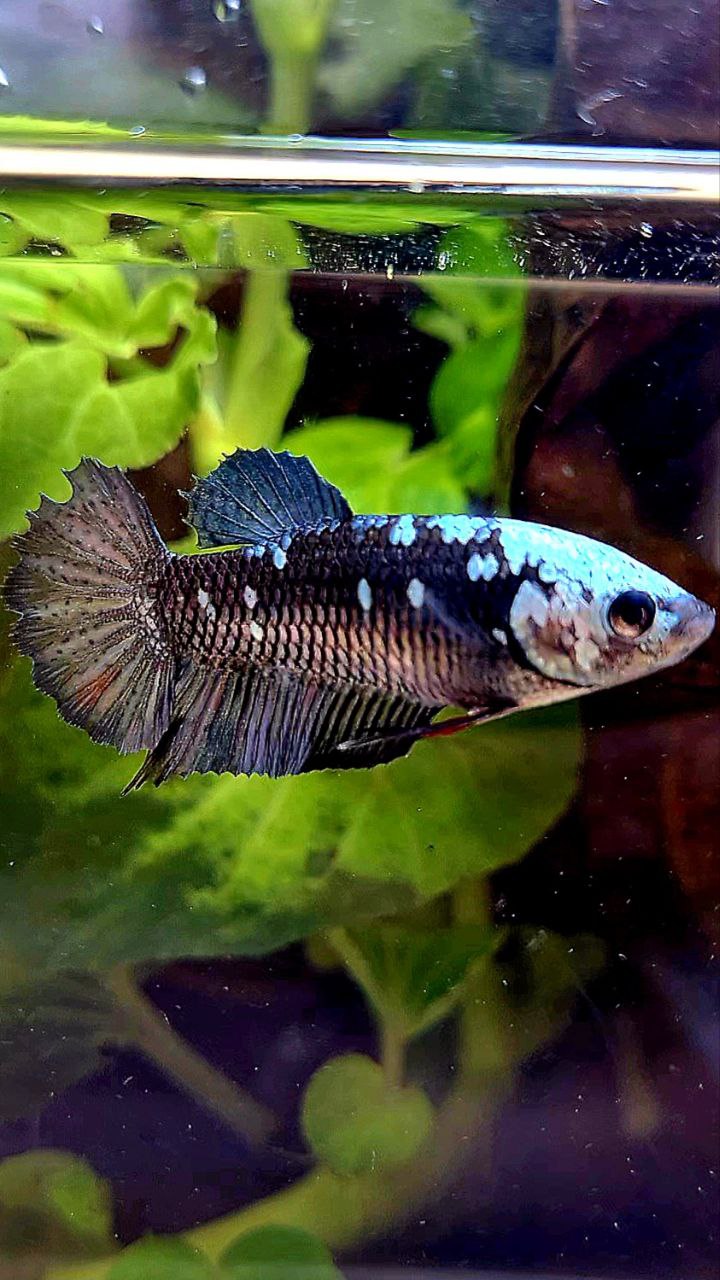 FEMALE PLAKAT BLACK GALAXY AVATAR COPPER BETTA FISH