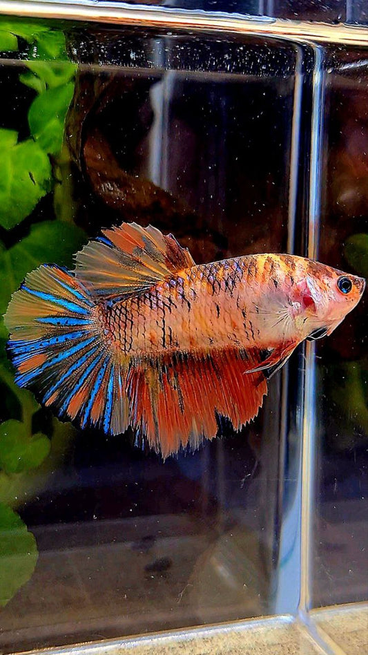 FEMALE HALFMOON ROSETAIL ORANGE KOI MULTICOLOR BETTA FISH
