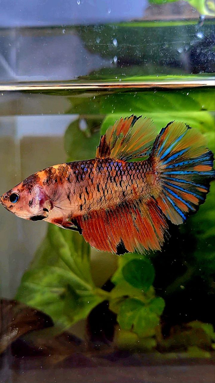 FEMALE HALFMOON ROSETAIL ORANGE KOI MULTICOLOR BETTA FISH