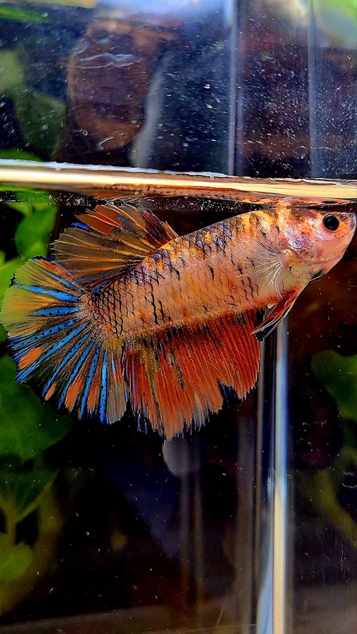 FEMALE HALFMOON ROSETAIL ORANGE KOI MULTICOLOR BETTA FISH