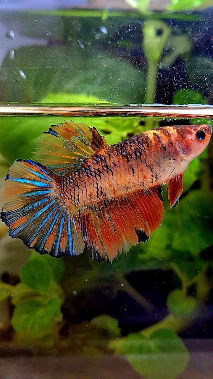 FEMALE HALFMOON ROSETAIL ORANGE KOI MULTICOLOR BETTA FISH
