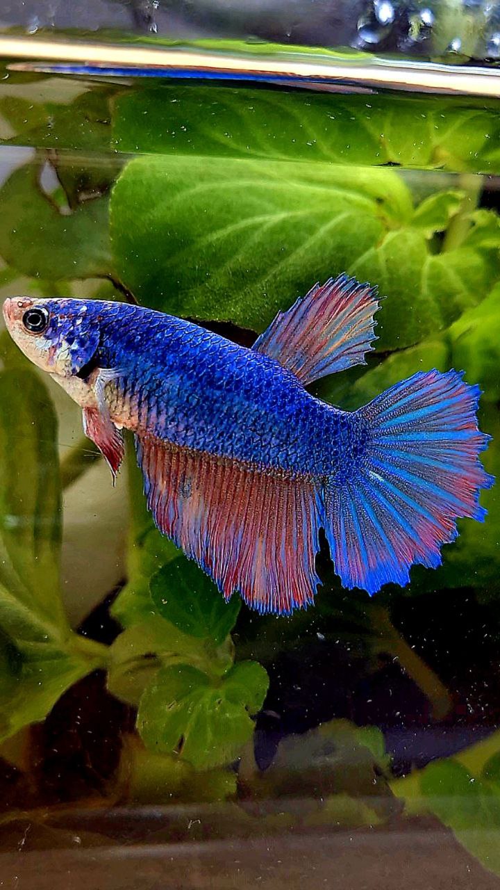 FEMALE HALFMOON BLUE FANCY PURPLE BETTA FISH