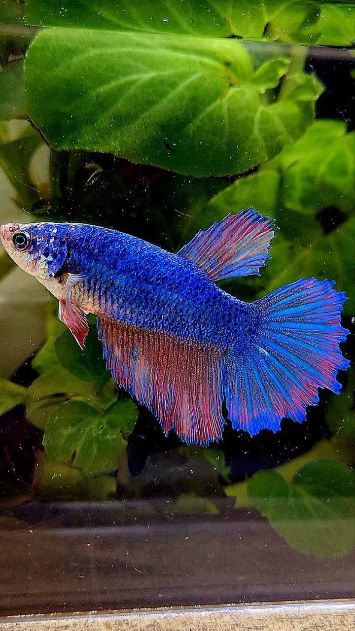 FEMALE HALFMOON BLUE FANCY PURPLE BETTA FISH
