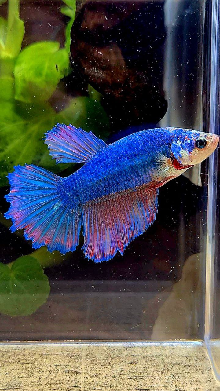FEMALE HALFMOON BLUE FANCY PURPLE BETTA FISH