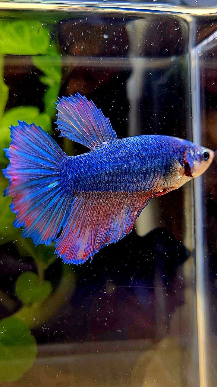 FEMALE HALFMOON BLUE FANCY PURPLE BETTA FISH