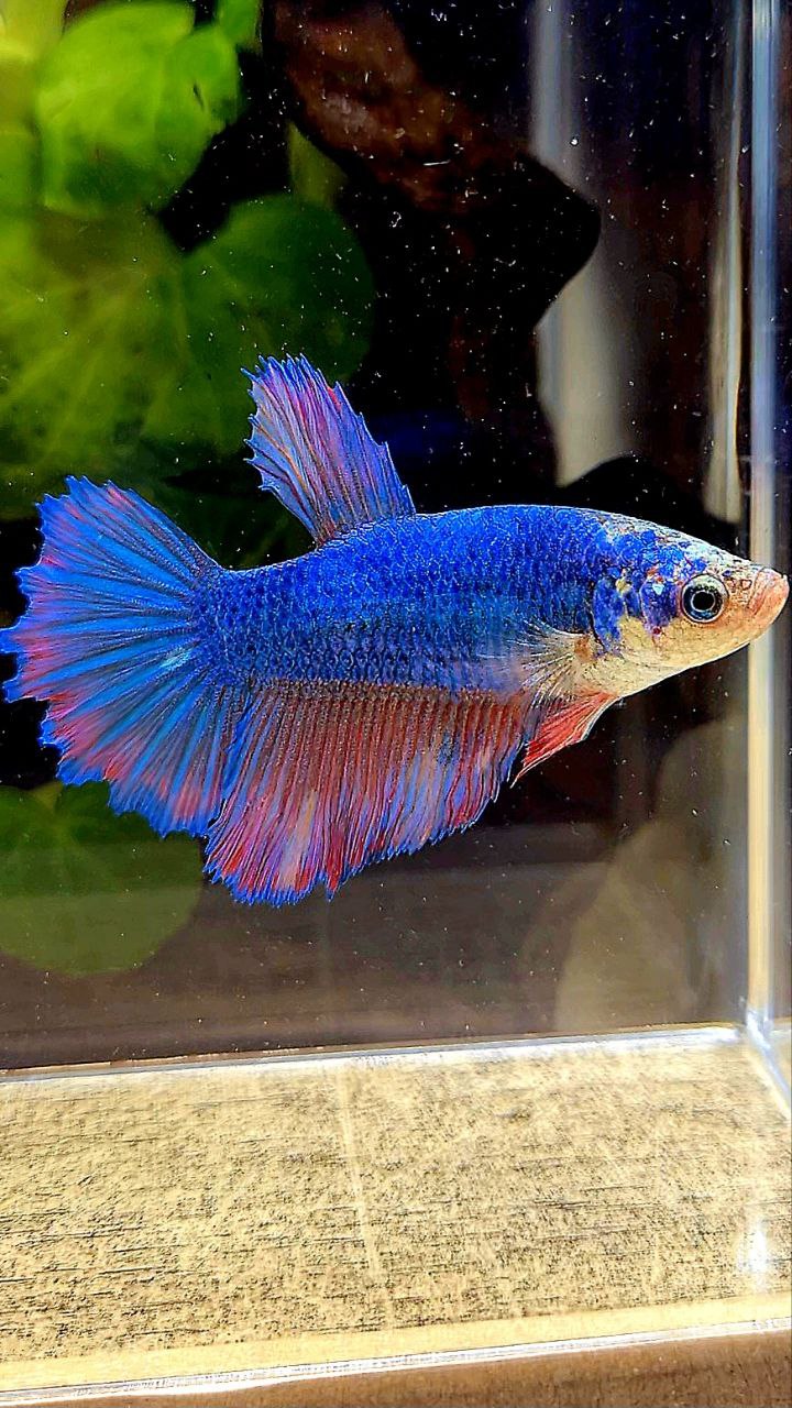FEMALE HALFMOON BLUE FANCY PURPLE BETTA FISH