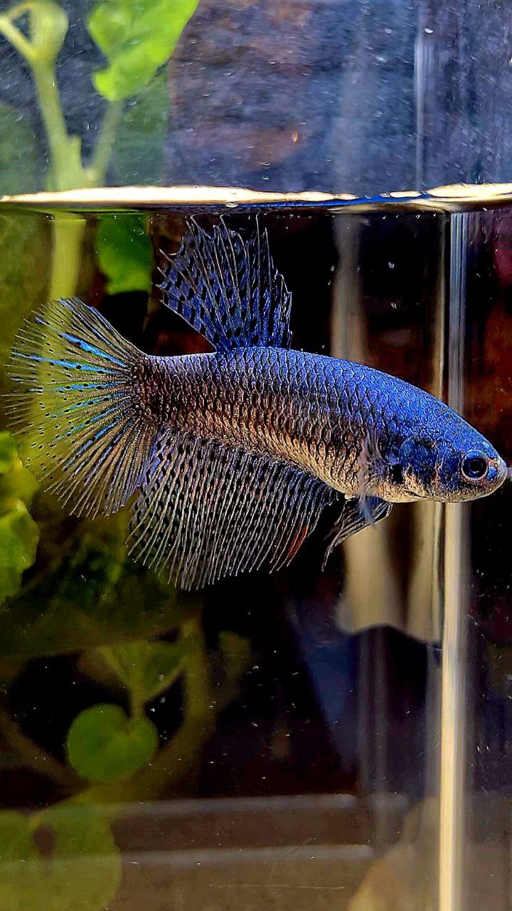 FEMALE HALFMOON ALIEN BLUE HYBRID WILD BETTA FISH