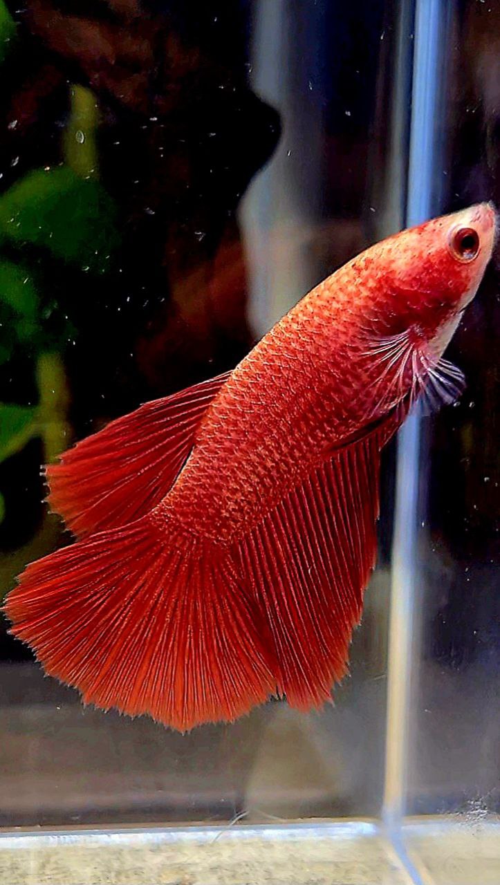 FEMALE HALFMOON SUPER RED BETTA FISH
