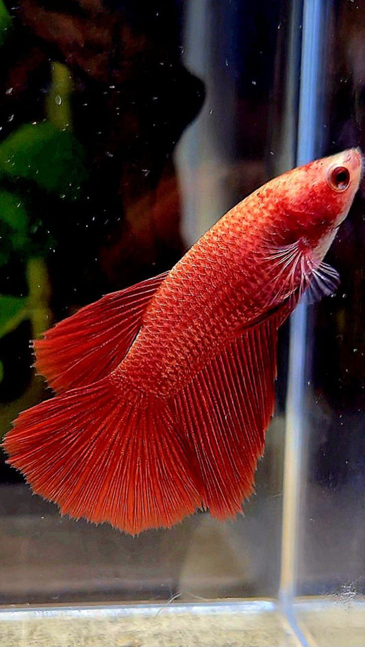 FEMALE HALFMOON SUPER RED BETTA FISH
