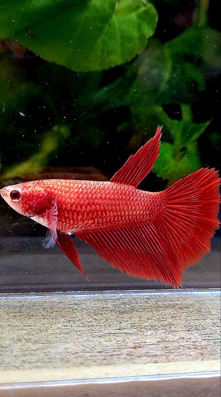 FEMALE HALFMOON SUPER RED BETTA FISH