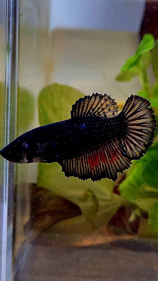 FEMALE HALFMOON BLACK BETTA FISH