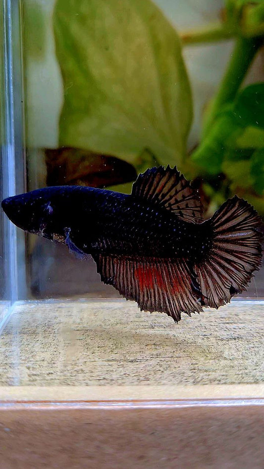FEMALE HALFMOON BLACK BETTA FISH