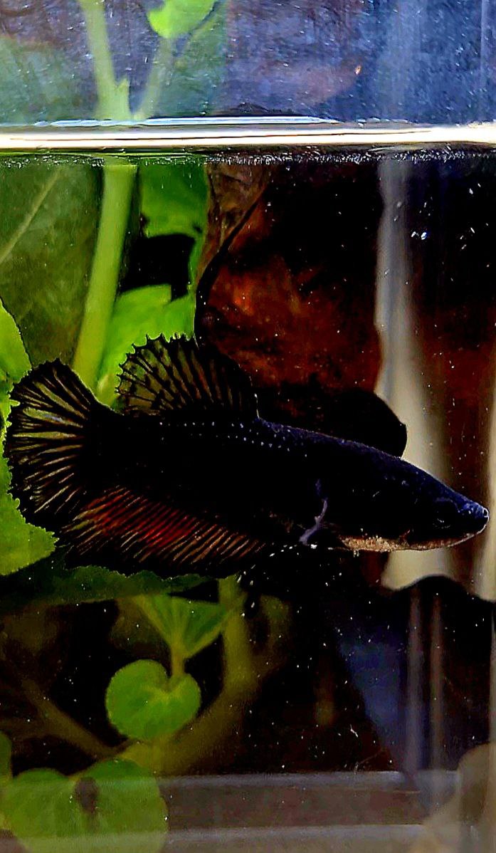 FEMALE HALFMOON BLACK BETTA FISH