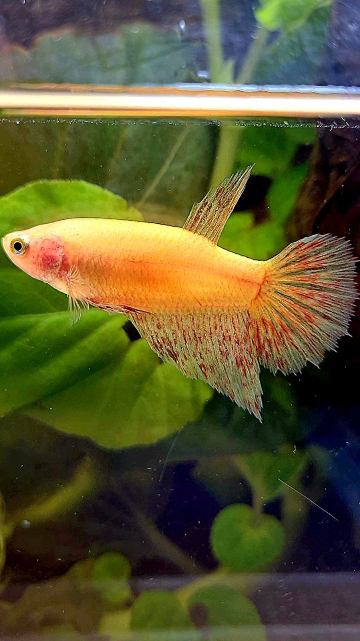 FEMALE HALFMOON SUPER VANDA YELLOW BETTA FISH
