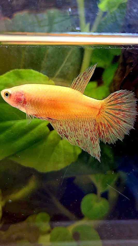FEMALE HALFMOON SUPER VANDA YELLOW BETTA FISH