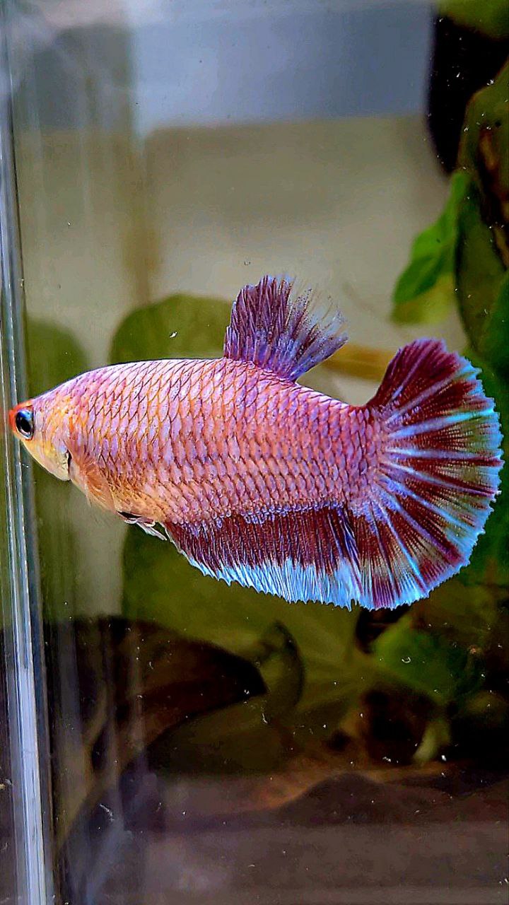 XL FEMALE PLAKAT PURPLE FANCY BETTA FISH