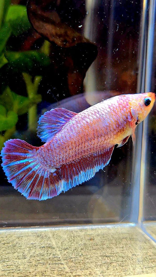 XL FEMALE PLAKAT PURPLE FANCY BETTA FISH